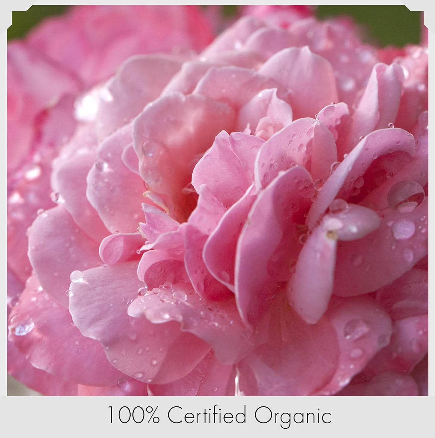 Natural Radiance Anti Age Facial Toner Organic Rosewater, Glycerin, Sea Kelp, Witch Hazel Face Toner - Regenerating - Naturally Hydrating Vitamin Drink for Skin - Firms Skin, Promotes a Youthful Glow.